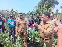 Lanjutkan Program Bupati Malaka 3K, Kelompok Tani Milenial Garden Lorotolus Panen Bersama SN