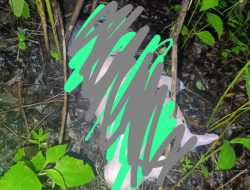 Penemuan Mayat Bayi Laki-Laki di Jalan Baru, Kelurahan Penkase Oeleta, Kupang